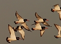 Oystercatcher